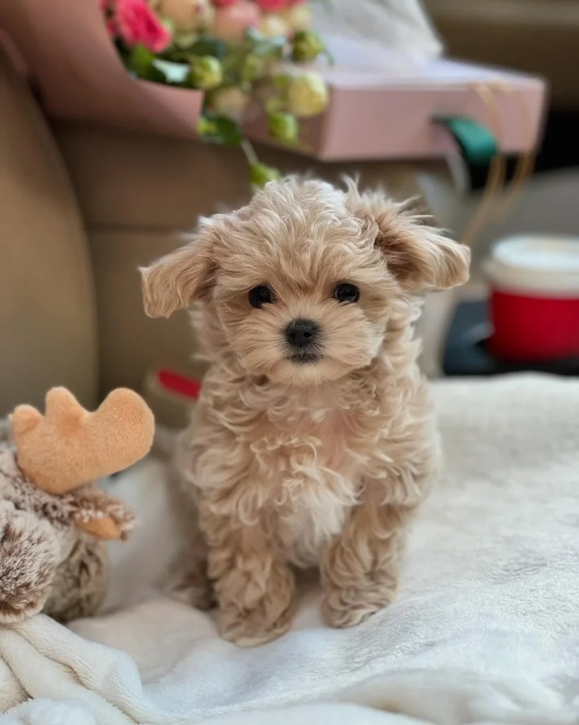 Maltipoo 3
